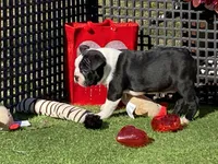 Pluto, a male Boston Terrier for sale in Exeter, MO – Photo 5 of 10