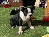 Pluto, a male Boston Terrier for sale in Exeter, MO – Photo 9 of 10