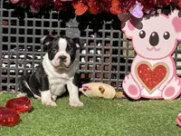 Pluto, a male Boston Terrier for sale in Exeter, MO – Photo 4 of 10