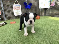 Penny, a female Boston Terrier for sale in Exeter, MO – 10 of 10