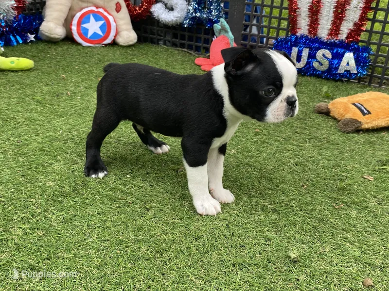 Frankie – Boston Terrier puppy for sale in Exeter, MO
