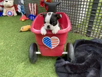 Flora, a female Boston Terrier for sale in Exeter, MO – 3 of 10