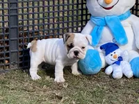 Vixen, a female English Bulldog for sale in Exeter, MO – Photo 1 of 10