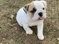 Vixen, a female English Bulldog for sale in Exeter, MO – Photo 8 of 10