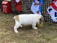 Vixen, a female English Bulldog for sale in Exeter, MO – Photo 10 of 10