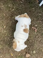 Vixen, a female English Bulldog for sale in Exeter, MO – Photo 9 of 10