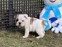 Vixen, a female English Bulldog for sale in Exeter, MO – Photo 4 of 10