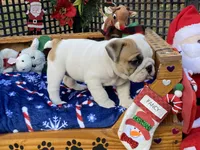 Vixen, a female English Bulldog for sale in Exeter, MO – Photo 2 of 10