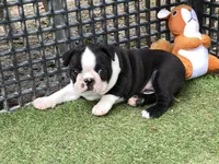 Prince, a male Boston Terrier for sale in Exeter, MO – 2 of 10