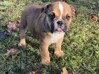 Misty, a female English Bulldog for sale in Exeter, MO – Photo 5 of 10