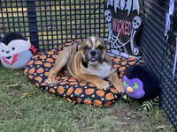 Misty, a female English Bulldog for sale in Exeter, MO – Photo 3 of 10