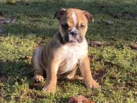 Misty, a female English Bulldog for sale in Exeter, MO – Photo 7 of 10