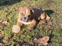Misty, a female English Bulldog for sale in Exeter, MO – Photo 8 of 10