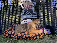 Misty, a female English Bulldog for sale in Exeter, MO – Photo 4 of 10