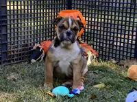 Misty, a female English Bulldog for sale in Exeter, MO – Photo 2 of 10
