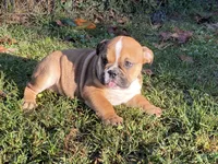 Misty, a female English Bulldog for sale in Exeter, MO – Photo 10 of 10