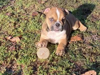 Misty, a female English Bulldog for sale in Exeter, MO – Photo 6 of 10