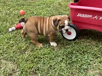 Atlas, a male English Bulldog for sale in Exeter, MO – Photo 7 of 10