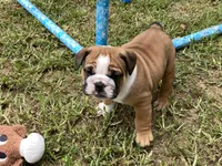 Atlas, a male English Bulldog for sale in Exeter, MO – Photo 4 of 10