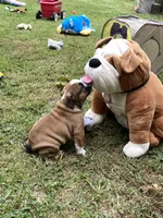 Atlas, a male English Bulldog for sale in Exeter, MO – Photo 10 of 10