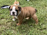 Atlas, a male English Bulldog for sale in Exeter, MO – Photo 2 of 10