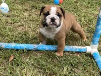 Atlas, a male English Bulldog for sale in Exeter, MO – Photo 6 of 10