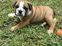 Atlas, a male English Bulldog for sale in Exeter, MO – Photo 9 of 10