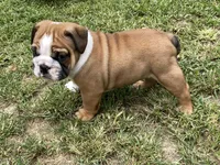 Atlas, a male English Bulldog for sale in Exeter, MO – Photo 8 of 10