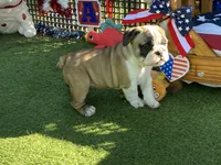 Dream, a female English Bulldog for sale in Exeter, MO – 7 of 10