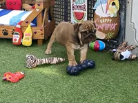 Addie, a female English Bulldog for sale in Exeter, MO – 8 of 8
