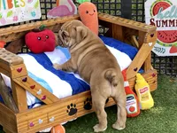 Ava, a female English Bulldog for sale in Exeter, MO – 2 of 7