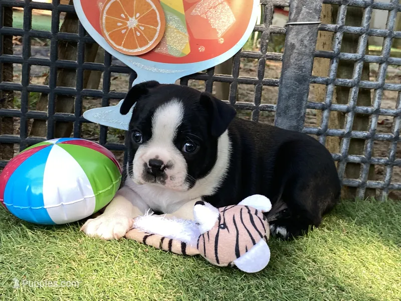 Peter – Boston Terrier puppy for sale in Exeter, MO