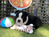 Peter, a male Boston Terrier for sale in Exeter, MO – 1 of 10