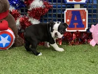 Flora, a female Boston Terrier for sale in Exeter, MO – 5 of 10
