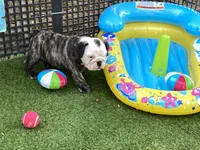Rudy, a female English Bulldog for sale in Exeter, MO – 6 of 10