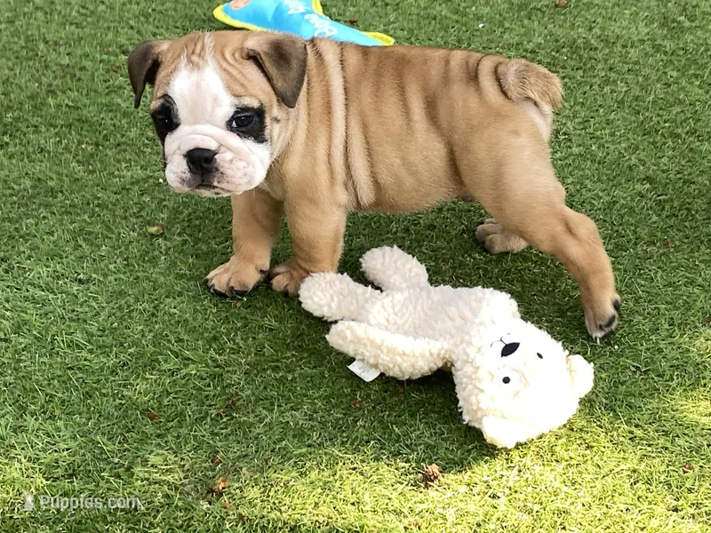 Rex – English Bulldog puppy for sale in Exeter, MO