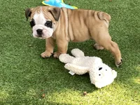 Rex, a female English Bulldog for sale in Exeter, MO – 1 of 10