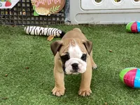 Rex, a female English Bulldog for sale in Exeter, MO – 7 of 10