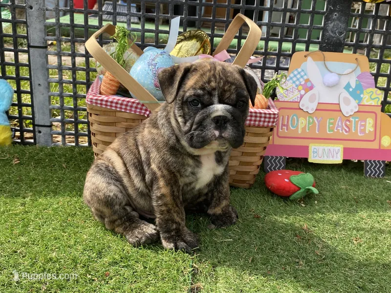 Henry – English Bulldog puppy for sale in Exeter, MO