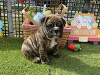 Henry, a male English Bulldog for sale in Exeter, MO – Photo 7 of 10
