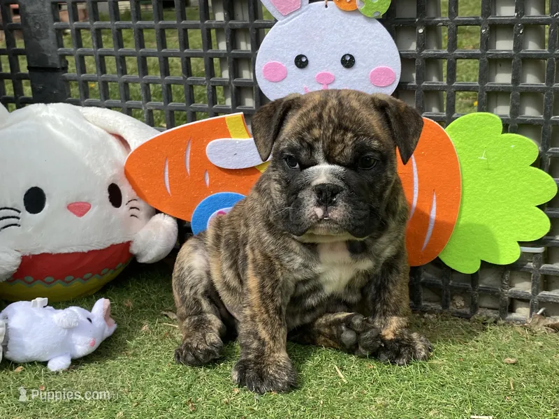 Henry – English Bulldog puppy for sale in Exeter, MO