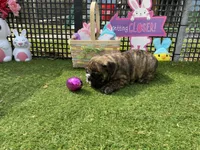 Henry, a male English Bulldog for sale in Exeter, MO – Photo 10 of 10