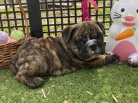 Henry, a male English Bulldog for sale in Exeter, MO – Photo 4 of 10