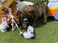 Henry, a male English Bulldog for sale in Exeter, MO – Photo 3 of 10