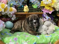 Henry, a male English Bulldog for sale in Exeter, MO – Photo 2 of 10