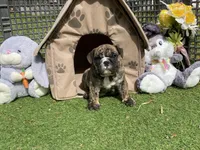 Henry, a male English Bulldog for sale in Exeter, MO – Photo 8 of 10