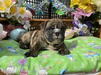 Henry, a male English Bulldog for sale in Exeter, MO – Photo 5 of 10