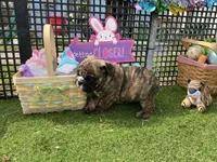 Henry, a male English Bulldog for sale in Exeter, MO – Photo 9 of 10