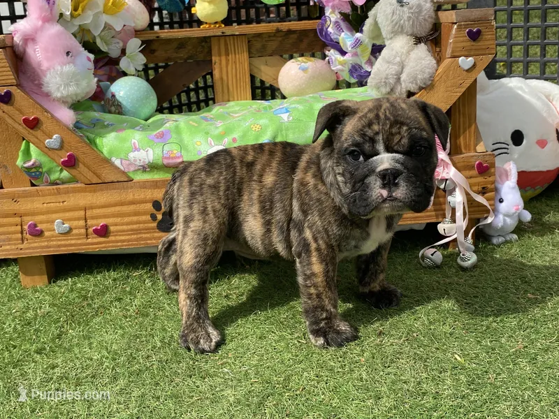 Henry – English Bulldog puppy for sale in Exeter, MO