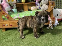 Henry, a male English Bulldog for sale in Exeter, MO – Photo 6 of 10